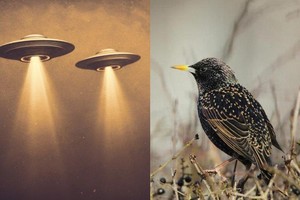 Chuyên gia về UFO cảnh báo về một số loài sinh vật có thể là công cụ giám sát Trái đất được gửi đến bởi người ngoài hành tinh