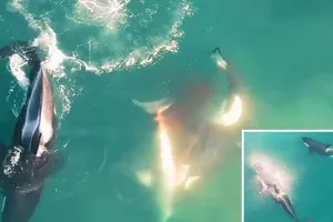 "Đoạn phim đẹp nhất trong lịch sử tự nhiên" ghi lại cảnh đàn cá voi sát thủ "làm gỏi" cá mập trắng khổng lồ