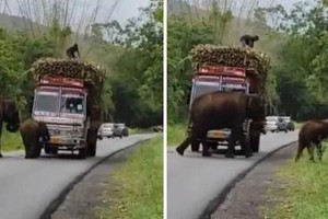 Lý do đằng sau quyết định chặn chiếc xe tải của 2 mẹ con nhà voi khiến ai cũng phải bật cười