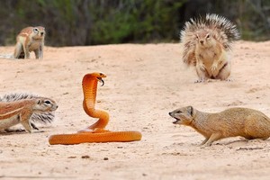 "Liên minh công lý" đập tan âm mưu xâm lược của con rắn hổ mang hung tợn