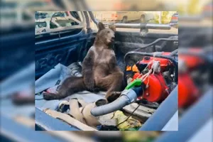 Chú gấu say ngất sau khi dùng nhầm loại mật ong