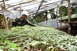 Kon Tum tìm cách “cứu” cây sâm Ngọc Linh bị chết