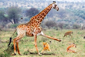 Cuộc chiến không cân sức giữa hươu cao cổ và nhóm thợ săn mồi nguy hiểm bậc nhất thế giới tự nhiên hoang dã