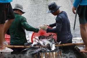 Thu hoạch cá tra cung cấp cho nhà máy chế biến phục vụ xuất khẩu tại hộ nông dân nuôi liên kết với doanh nghiệp ở xã Bình Hoà, huyện Châu Thành (An Giang). (Ảnh: Vũ Sinh/TTXVN)