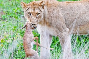Linh dương impala vùng vẫy giành giật sự sống trong "nanh" sư tử
