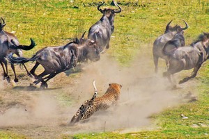 Báo hoa mai "tả xung hữu đột" giữa đàn linh dương đầu bò, dũng mãnh hạ gục kẻ địch to gấp 3 lần cơ thể nó