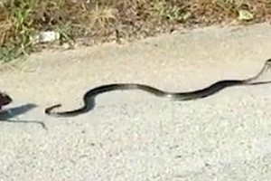 Chuột mẹ liều mình tấn công rắn độc "thừa sống thiếu chết" để cứu con