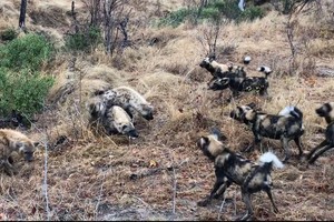 Bầy chó hoang bị cướp miếng ăn ngay trên miệng