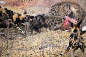 Màn tranh giành thức ăn khốc liệt giữa hai "thợ săn" đứng đầu bảng chuỗi thức ăn tại châu Phi