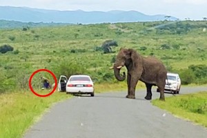 Bị chú voi khổng lồ ghé thăm, chàng trai bỏ cả xe chạy "té khói" trốn vào bụi rậm
