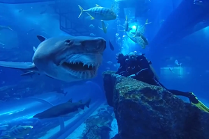 Rùng mình đoạn clip ghi lại cận cảnh cá mập trắng khổng lồ nhe hàm răng đáng sợ, áp sát 2 người đàn ông 