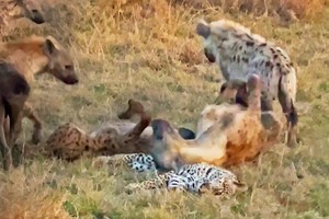 Tập tính kỳ dị của bầy linh cẩu: Lăn qua lăn lại trên xác một con báo