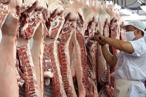 Bộ NN&PTNT chủ trì, phối hợp với các cơ quan liên quan nghiên cứu phản ánh liên quan đến vấn đề xuất khẩu thịt lợn.