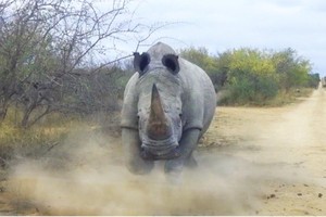 Tê giác điên húc người