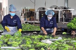 Công nhân của Công ty Cổ phần cao su Thống Nhất sơ chế, rửa sạch chuối trước khi đóng gói xuất khẩu đi thị trường Trung Quốc và Hàn Quốc. (Ảnh: Hoàng Nhị/TTXVN).