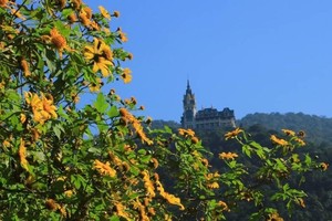 Nét đẹp dã quỳ Tam Đảo