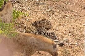 Hết thời, một trong những thợ săn khét tiếng nhất vùng hoang mạc châu Phi cay đắng chịu cảnh bắt nạt bởi đàn linh cẩu hung dữ