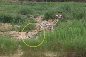 Cuộc chiến tranh giành sự sống của hươu cao cổ trước chúa tể đầm lầy