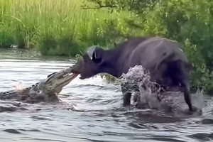 Màn kéo co kỳ quặc bằng "mũi" giữa trâu rừng và chúa tể đầm lầy