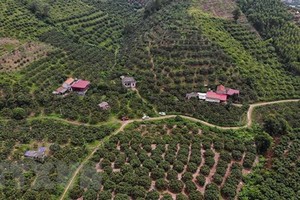 Vườn vải của một hợp tác xã đạt tiêu chuẩn xuất khẩu đi Nhật Bản. (Ảnh: Danh Lam/TTXVN)