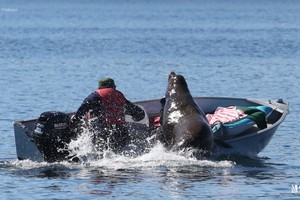 Bị cá voi sát thủ đuổi bắt, sư tử biển cuống cuồng nhảy lên khiến lật cả tàu của con người