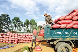 Hiện 80% cà phê Việt Nam xuất khẩu sang EU là sản phẩm thô do các nhà sản xuất chưa tạo ra các sản phẩm chế biến phù hợp nhất với thị hiếu của thị trường. Ảnh: Đ.T