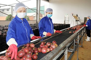 Chanh leo đã qua chế biến xuất khẩu đã mang về 135 triệu USD trong năm 2022, tăng 78% so với 2021.