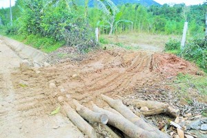 Lâm Đồng “cạn” quỹ đất trồng rừng thay thế