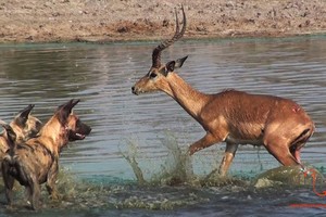 Sinh ra là đã là con mồi, chạy đi đâu cũng không thể thoát khỏi số phận