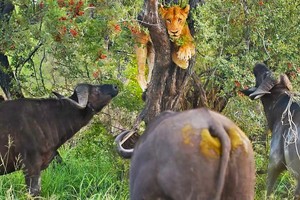 Đến vua sư tử cũng phải "run rẩy" trước cơn thịnh nộ của đàn trâu rừng