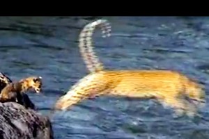 Màn nhảy qua sông "cực ngầu" của chú bé báo hoa mai bé nhỏ