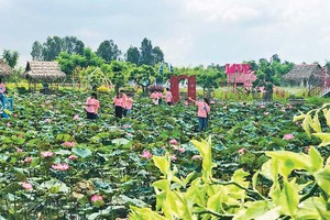 Đồng Tháp quan tâm đầu tư phát triển hạ tầng và hỗ trợ sinh kế phát triển ngành hàng sen.