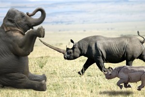 Trận chiến của những sinh vật khổng lồ