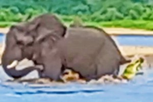 Cá sấu đói quá hóa liều, tấn công cả voi rừng châu Phi