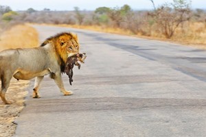 Linh cẩu trả giá đắt vì một phút ngẩn ngơ