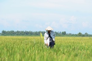 Khánh Hòa chuyển đổi hơn 339 ha từ trồng lúa sang trồng cây hằng năm khác