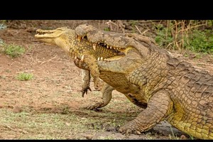 Sự tàn nhẫn của cá sấu sông Nile, sẵn sàng ăn thịt chính đồng loại của mình chỉ vì chiếc bụng đói