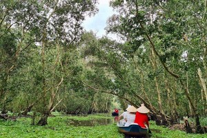 Rừng tràm Trà Sư (huyện Tịnh Biên, tỉnh An Giang) là một trong những điểm tham quan du lịch nổi tiếng của vùng Đồng bằng sông Cửu Long.