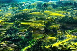 Ruộng bậc thang ở Hà Giang.