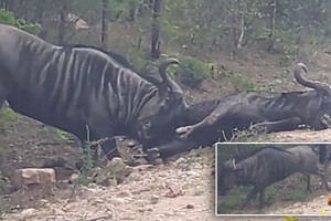 Ra tay cứu nạn, linh dương đầu bò dùng sừng húc bay cả "đồng đội" lên không trung