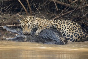 Chiến thần báo đốm "thân chinh" đi săn cá sấu