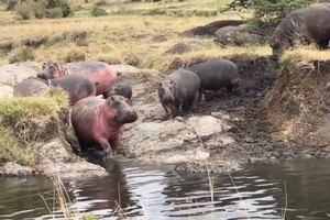 Ly kỳ nguyên nhân hà mã cứ tắm nắng lại bị "máu" chảy đỏ lòm khắp cả người