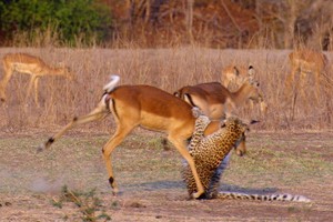 "Màn hồi sinh" không tưởng của chú linh dương sau khi bị báo hoa mai bắt giữ