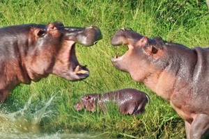 Hà mã đánh nhau "long trời lở đất" trong cuộc chiến sinh tồn, bảo vệ con cái