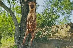 Nỗ lực hay những trò lố lăng của linh cẩu khi bị cơn đói dày xé