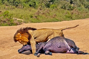 Vua sư tử thị uy, thể hiện sức mạnh "áp đảo quần hùng" trước hàng trăm con trâu rừng châu Phi