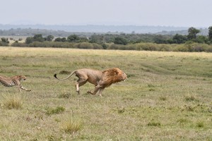 Báo hoa mai chọc tức vua sư tử và cái kết
