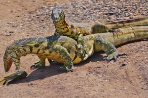 Huynh đệ động vật máu lạnh "tương tàn" vì miếng cá