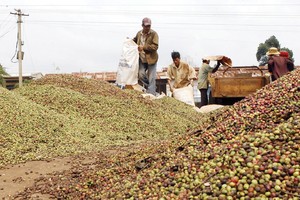 Giá cà phê có xu hướng tăng kể từ đầu năm 2023