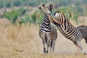 Ngựa vằn tung vó đá tung "mỏ" đồng đội